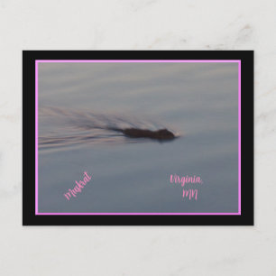 Muskrat in het Briefkaart van Minnesota