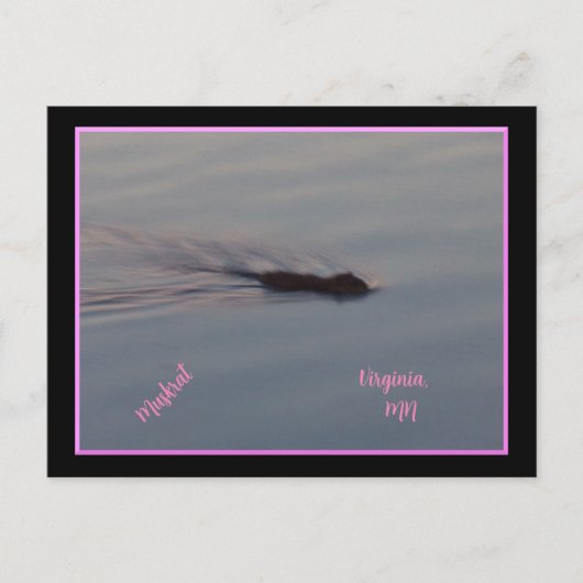 Muskrat in het Briefkaart van Minnesota (Voorkant)