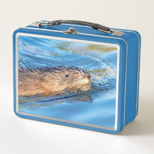 Muskrat in Vassar bewerkt Ecologisch Domein