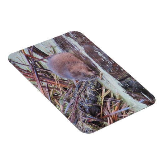 Muskrat Magneet (Rechterzijde)