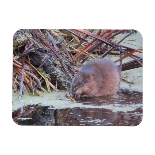 Muskrat Magneet (Horizontaal)