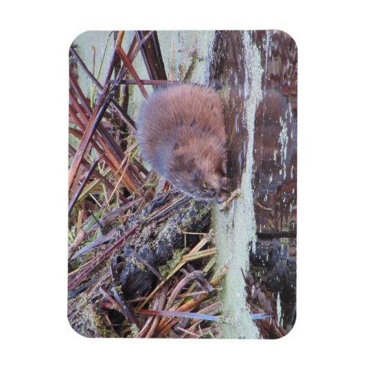Muskrat Magneet (Verticaal)