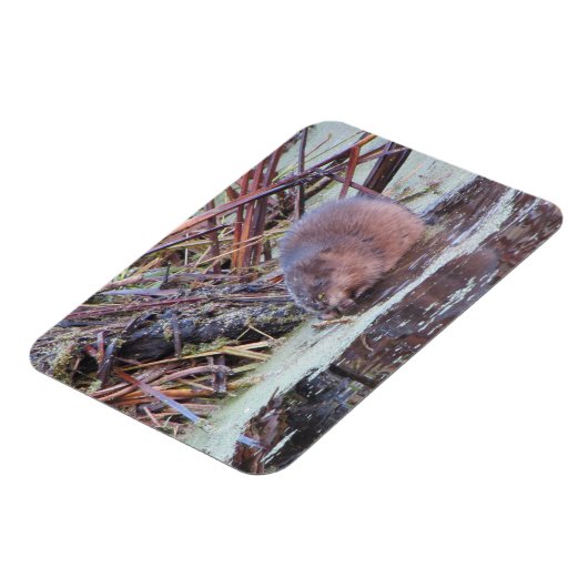 Muskrat Magneet (Linkerzijde)