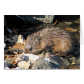 Muskrat op land (Voorkant Horizontaal)