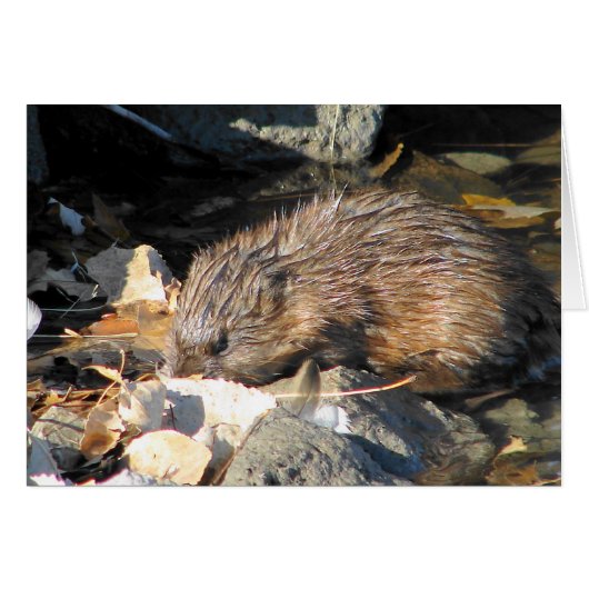 Muskrat op land (Voorkant Horizontaal)