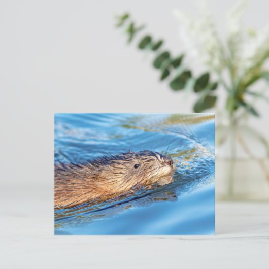 Muskrat op Vassar Boerderijen Ecological Preserve Briefkaart (Staand voorkant)