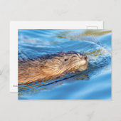 Muskrat op Vassar Boerderijen Ecological Preserve Briefkaart (Voorkant / Achterkant)