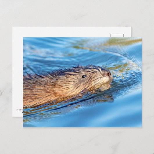 Muskrat op Vassar Boerderijen Ecological Preserve Briefkaart (Voorkant / Achterkant)