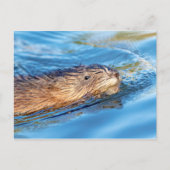 Muskrat op Vassar Boerderijen Ecological Preserve Briefkaart (Voorkant)