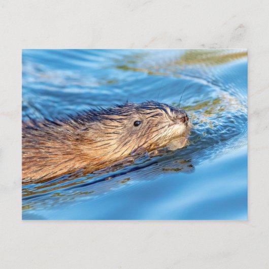 Muskrat op Vassar Boerderijen Ecological Preserve Briefkaart (Voorkant)