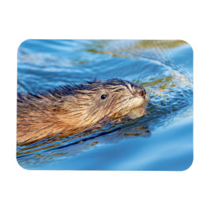 Muskrat op Vassar Boerderijen Ecological Preserve Magneet