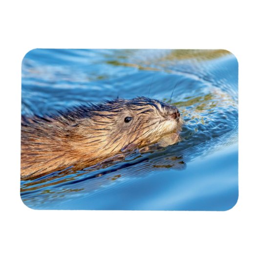 Muskrat op Vassar Boerderijen Ecological Preserve Magneet (Horizontaal)
