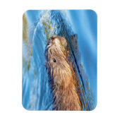 Muskrat op Vassar Boerderijen Ecological Preserve Magneet (Verticaal)