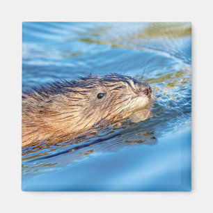 Muskrat op Vassar Boerderijen Ecological Preserve Magneet