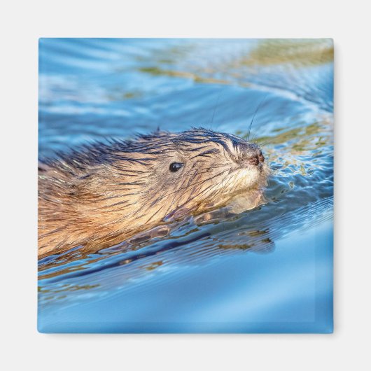 Muskrat op Vassar Boerderijen Ecological Preserve Magneet (Voorkant)