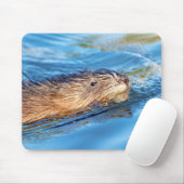 Muskrat op Vassar Boerderijen Ecological Preserve Muismat (Met muis)