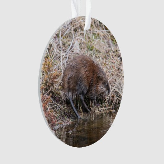 Muskrat Ornament (voorkant)