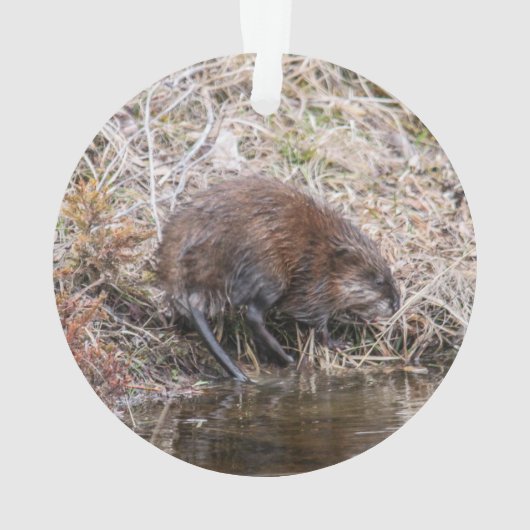 Muskrat Ornament (achterkant)