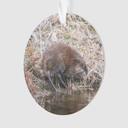 Muskrat Ornament (voorkant)