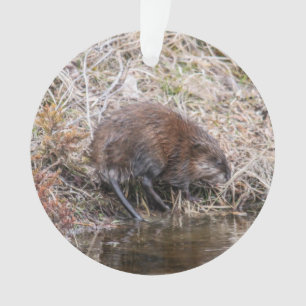 Muskrat Ornament