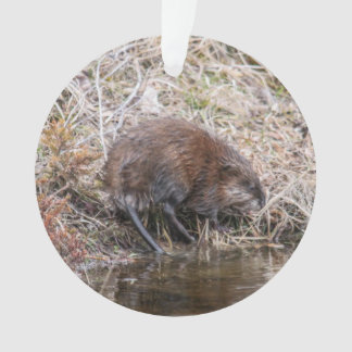 Muskrat Ornament