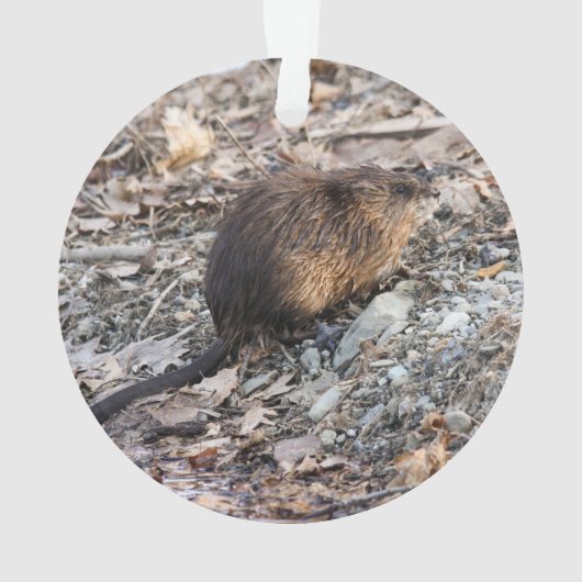 Muskrat Ornament (achterkant)