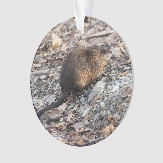 Muskrat Ornament (voorkant)