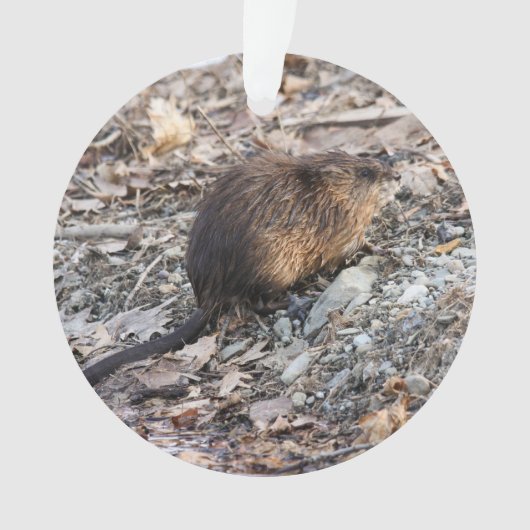Muskrat Ornament (voorkant)