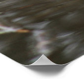 Muskrat Poster (Hoek)