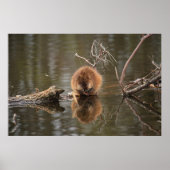 Muskrat Poster (Voorkant)