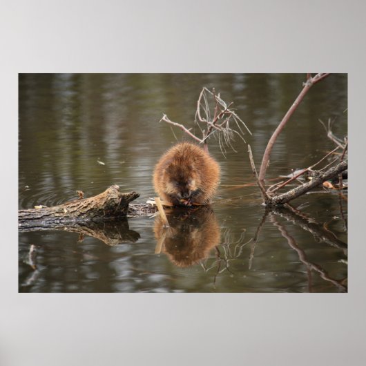 Muskrat Poster (Voorkant)
