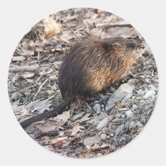 Muskrat Ronde Sticker (Voorkant)