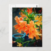 Muskus Briefkaart (Voorkant / Achterkant)