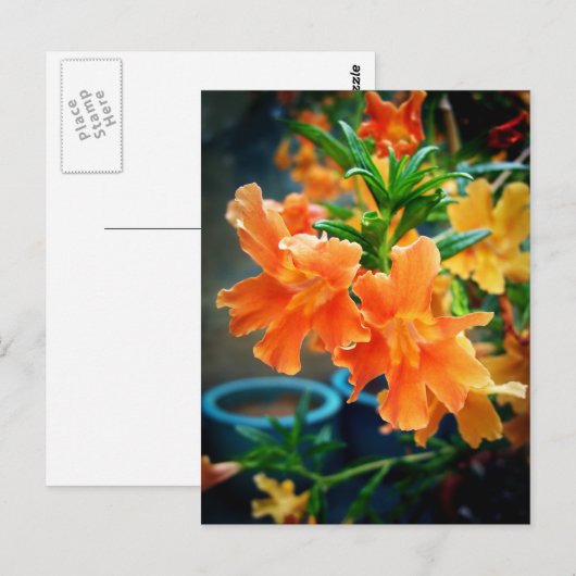 Muskus Briefkaart (Voorkant / Achterkant)