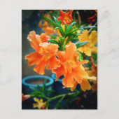 Muskus Briefkaart (Voorkant)