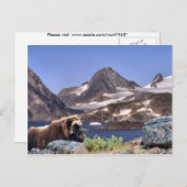 Muskus in Groenland Briefkaart (Voorkant / Achterkant)