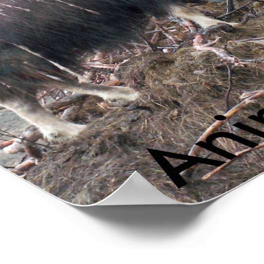 Muskus ox-dieren van het Alaska-Poster Poster (Hoek)