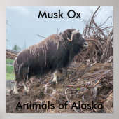 Muskus ox-dieren van het Alaska-Poster Poster (Voorkant)