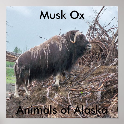 Muskus ox-dieren van het Alaska-Poster Poster (Voorkant)