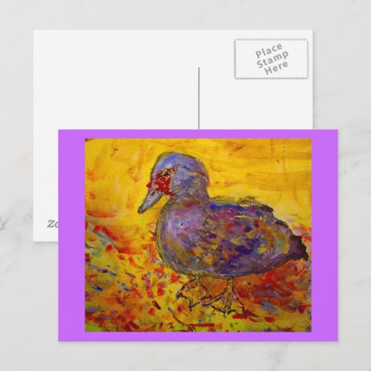 muskuseend briefkaart (Voorkant / Achterkant)