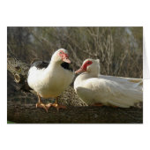 Muskuskippen in een boom (Voorkant Horizontaal)