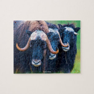 Muskusos Alaska Legpuzzel