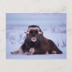 muskusos, Ovibos moschatus, jonge stier Briefkaart