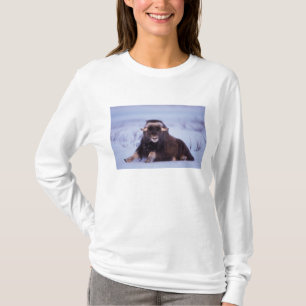 muskusos, Ovibos moschatus, jonge stier T-shirt