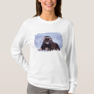 muskusos, Ovibos moschatus, jonge stier T-shirt