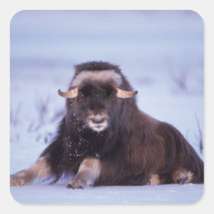 muskusos, Ovibos moschatus, jonge stier Vierkante Sticker