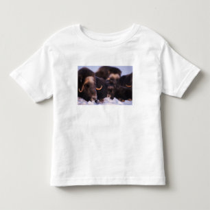 muskusos, Ovibos moschatus, koe met pasgeborene, Kinder Shirts