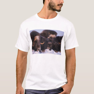 muskusos, Ovibos moschatus, koe met pasgeborene, T-shirt