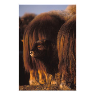 muskusos, Ovibos moschatus, pasgeboren kalf Foto Afdruk