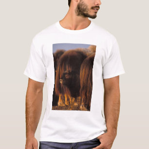 muskusos, Ovibos moschatus, pasgeboren kalf T-shirt